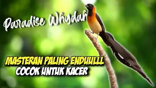 Download Masteran Burung Paradise Whydah Gacor. MP3