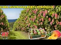 Download Lagu CARA AUSTRALIA MENGHASILKAN BUAH MANGGA VARITAS UNGGULAN YANG PENDEK DAN BERBUAH LEBAT