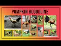 Lihim ng Pumpkin Bloodline Bakit Sikat sa Sabong