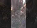 Squirrel Taking A Nap In A Tree