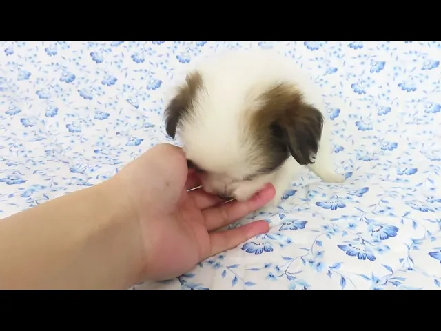 動画
