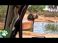 Mama Elephant Cries For Help To Save Her Baby