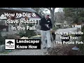 Landscaper Know How How to Dig and Save Hostas in the Fall