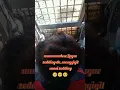 Download Lagu peddi pa tu lague kasi na