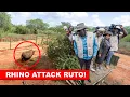 DRAMA!! President Ruto bijna aangevallen door een neushoorn in Tsavo National Park!🔥