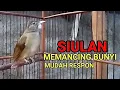 Download Lagu Inilah suara siulan kapas tembak yang bagus buat terapi katem kurang emosi