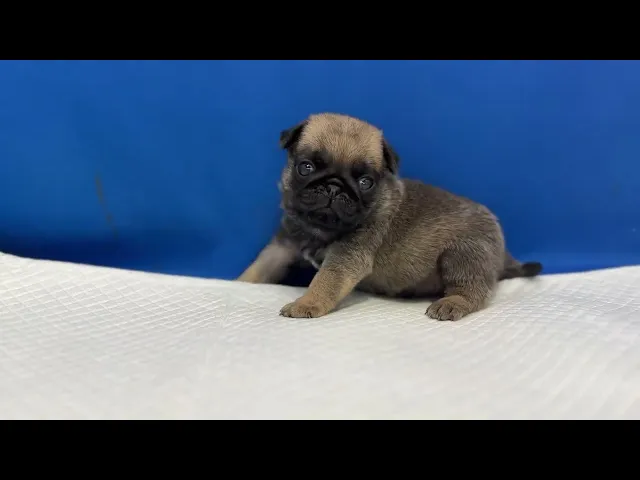 動画