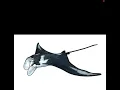 Manta Phishing Email Scanner Blue Team Project Demo