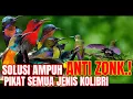 Download Lagu SUARA PIKAT SEMUA KOLIBRI TERAMPUH ||suara burung kolibri ribut