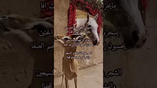 اقتباسات شعر قصير وجع القلب خذلان وصال 