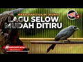 Download Lagu Srigunting Abu Abu Gacor Isian Cililin Kunti - Lagu Selow Mudah Ditiru - Masteran Juwara 2025