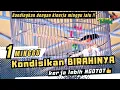 Download Lagu KONDISIKAN BIRAHI MURAI BATU AGAR TARUNG LEBIH NGOTOT ‼️