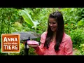 Download Lagu Kolibris - die Meisterflieger  | Reportage für Kinder | Anna und die wilde