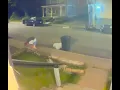 suspect