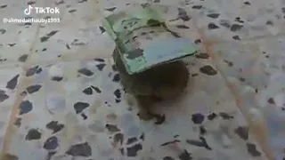 آهو جاي اللي مهبلني 