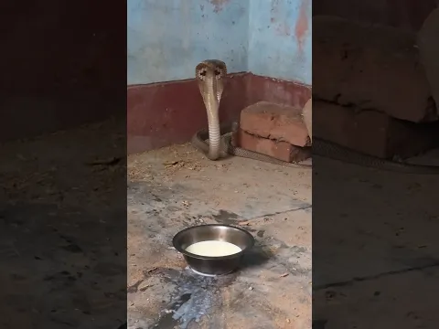 गाँव वाले दुध रखें फिर अचानक सांप आ गया😱 #viral