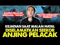 Download Lagu ANJING PELACAK MENYELAMATKAN NYAWA SEORANG ANAK MP3