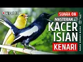 Download Lagu Viral!!! - Kacer gacor full isian | MASTERAN KACER ISIAN KENARI ❗ Stel ini Biar GACOR 🔥🔥🔥