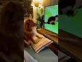 Lagu Dog watching tv and cat switches the channel 😂🐶🐱📺 #funnyanimals #catshorts #dogshorts