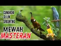 Download Lagu 🔴MASTERAN MEWAH PALING DISUKAI JURI CUCAK CUNGKOK, CILILIN, SRIGUNTING jeda 1 menit