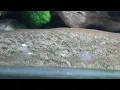 What does axolotl spermatophores look like Axolotl lays sperm