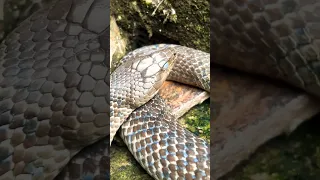 ثعبان كبير ثعبان مخلوقات سامة 