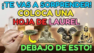 17 ---  ¡TE VAS A SORPRENDER! COLOCA UNA HOJA DE LAUREL DEBAJO DE ESTO    Y MIRA QUE PASARA
