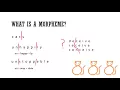 Morphemes ID-ing classifying them