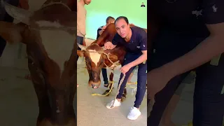 العجل صعب عليا قبل الدبح 