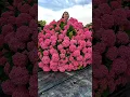 Download Lagu Beautiful Hydrangea #satisfying#flowers