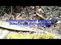 Download Lagu Pembuatan Perahu Tradisional Suku Dayak Barito Selatan