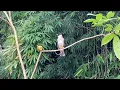 Download Lagu Suara Burung Kutilang Gacor KUTILANG RIBUT NGAMUK Ampuh untuk menaikkan Mental EMOSI Kutilang Lain 4