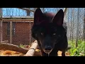 Aggressive wolf dog meets a good human and here s how he reacted