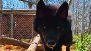 Aggressive wolf dog meets a good human and here s how he reacted