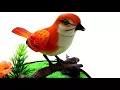 Download Lagu Bird Sound Ringtone Free Mp3 Ringtones Downloads