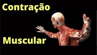 Contração do músculo esquelético – Fisiologia Humana
