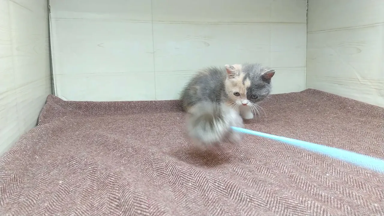 動画