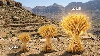 كيف يحصد مزارعو القمم؟ أسرار لم تسمع بها من قبل