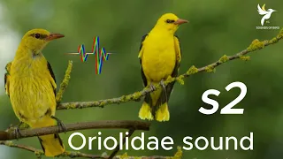 صوت الصفاري صوت الصفري للصيد ممتاز Sound Black Naped Oriole Oriolidae 
