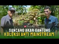 Download Lagu Sancang Ini Punya Karakter Unik dan Langka!