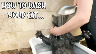 Download How To Bathe a Cat No Stress🙀 Wash a Cat to Get rid of Fleas in the House or Cat, British Shorthair MP3