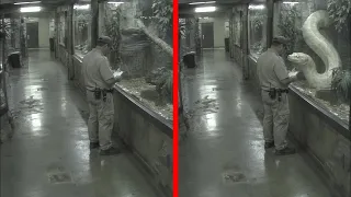 Las Camaras Del Zoologico Captaron Algo Que Nadie Deberia Ver 