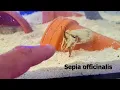 Download Lagu European common cuttlefish - Sepia officinalis