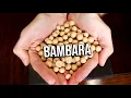 Download Lagu BAMBARA - A criminally underutilized bean.
