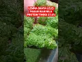 Lagu Lemna (Mata Lele) Pakan Ikan Nila Berprotein Tinggi 37,6%