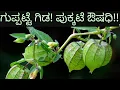 Download Lagu ಖಾಯಿಲೆಗೆ ಪುಕ್ಕಟೆ ಔಷಧಿ; ಗುಪ್ಪಟ್ಟೆ ಗಿಡ!/Physalis angulta/Wild Cape Gooseberry #nativenest 