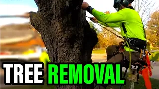 Complete Tree Removal From Start To Finish 1 800 in 2 hours This Dude Doesn t Play Around
