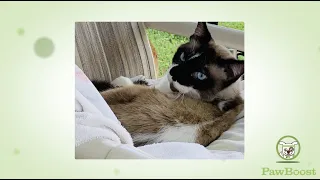 Kitty s Happy Tail