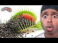 1000 Flies Vs Venus Fly Trap