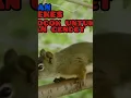 Download Lagu masteran tupai kekes cocok untuk anak'an Cendet